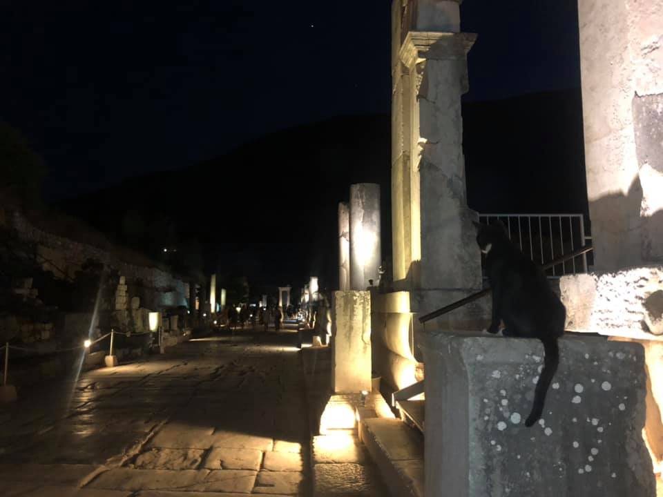 Black cat watching over the illuminated marble street of Ephesus at night