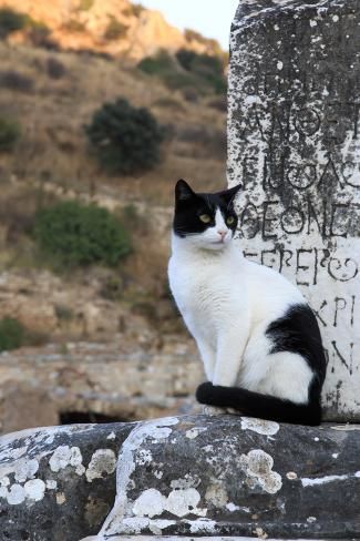 Bilingual resident of Ephesus Black and white cat sitting before an inscribed marble block in Ephesus