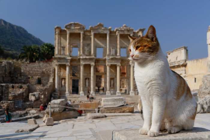 Calico cat posing in front of the Library of Celsus in Ephesus