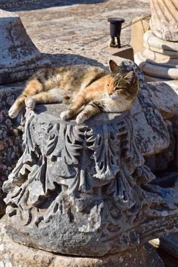 Acanthus leaves and a cat Calico cat resting on a carved Corinthian capital in Ephesus