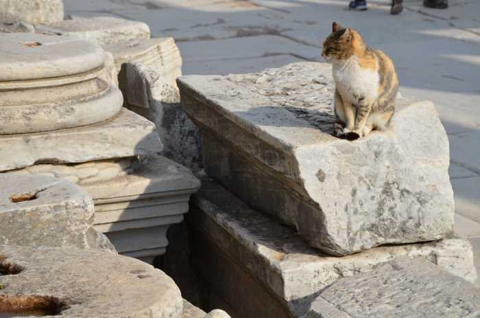 Calico cat perched on an inscribed marble architrave block in Ephesus