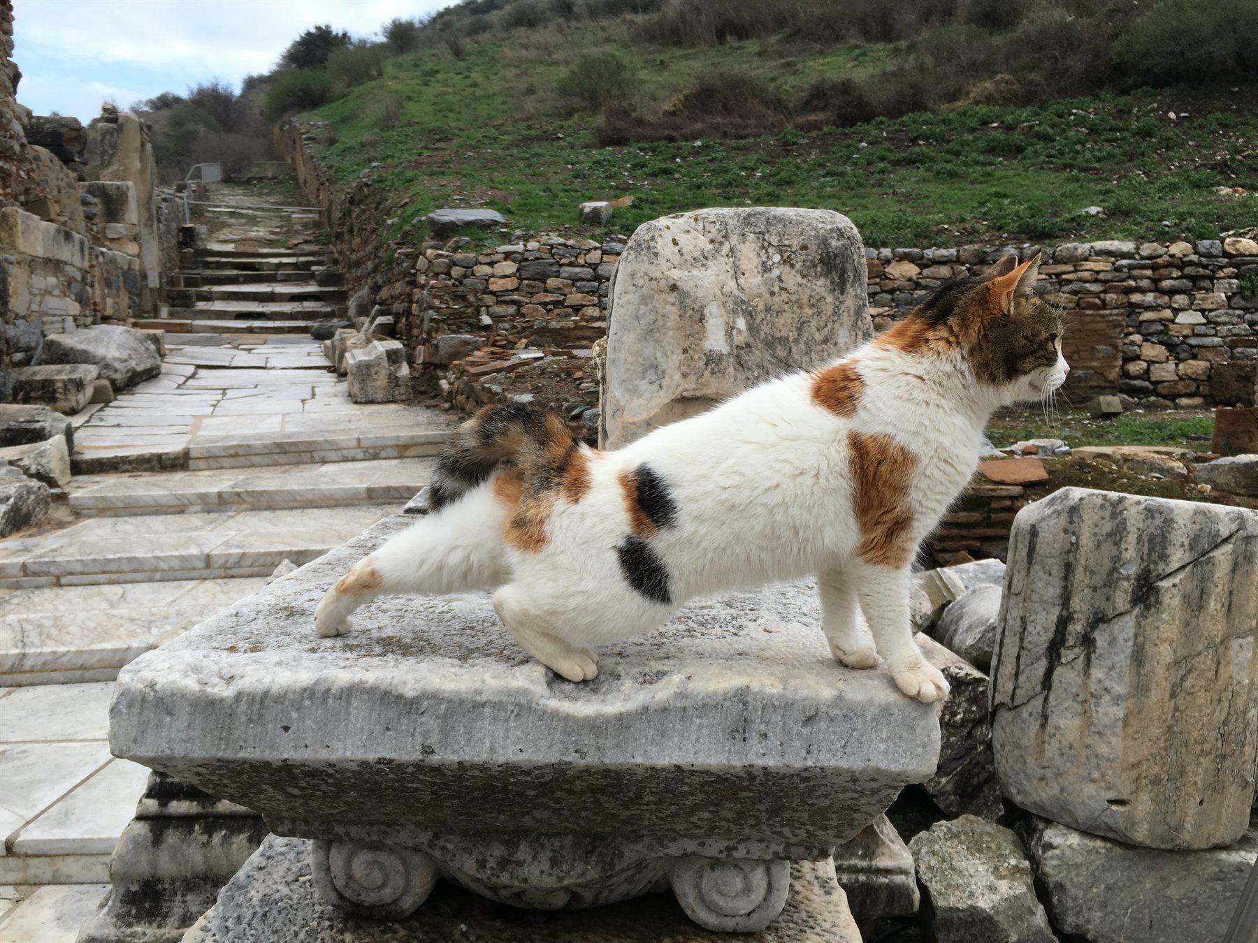 Calico cat doing a big stretch on an Ionic column capital in Ephesus