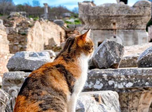 Surveying the estate Calico cat seen from behind looking out over the ruins of Ephesus