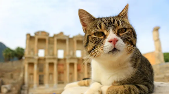 Portrait with library bokeh Close-up of a tabby and white cat with the Library of Celsus blurred behind in Ephesus