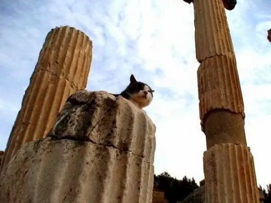 Cat peeking over a broken column drum between two fluted columns in Ephesus