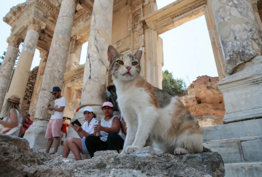 Cat walking through the ancient ruins of Ephesus in Turkey