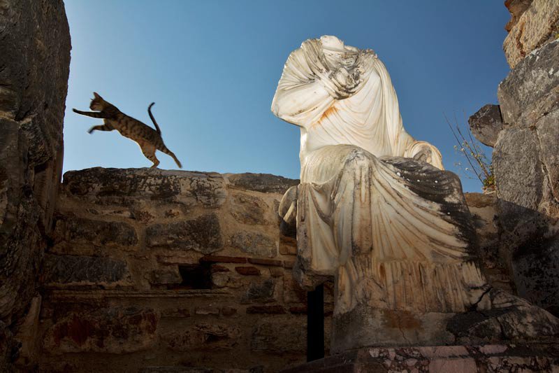 Parkour beside the statue Cat leaping along a stone wall beside a headless marble statue in Ephesus