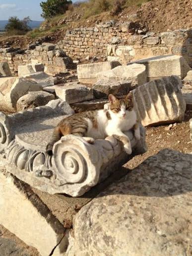The original chaise longue Cat lounging on the volute of a fallen Ionic capital in Ephesus