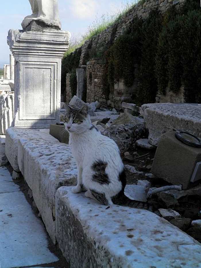 White cat with tabby patches sitting on a marble ledge along Curetes Street