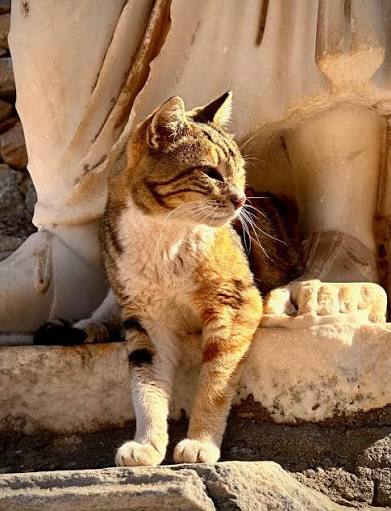 Guardian at the statue's feet Calico tabby cat standing at the feet of a marble statue in golden light in Ephesus