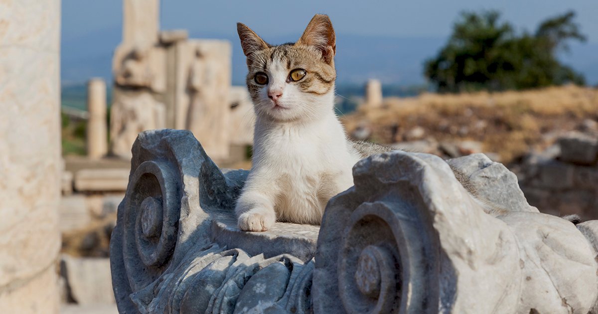 Cat sitting on ancient column ruins in Ephesus