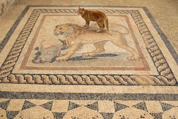 Face-off on the lion mosaic Ginger cat standing on an ancient Roman lion mosaic floor