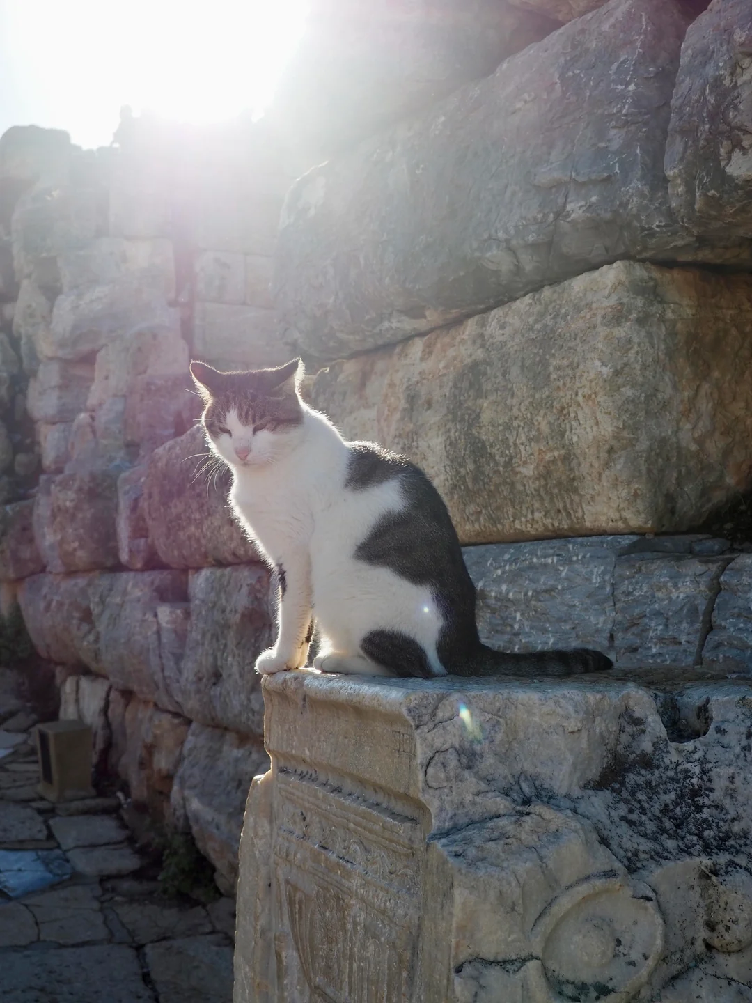 Cat sitting on a carved sarcophagus in dramatic backlight in Ephesus
