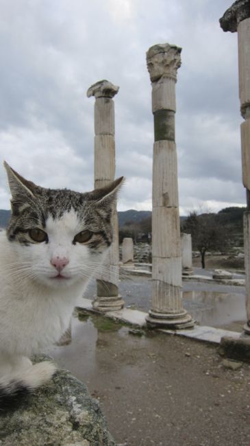 Photobomb champion of Ephesus Cat photobombing a photo of ancient columns near Ephesus
