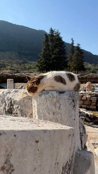 Battery at 2 percent Cat sleeping draped over a marble block on the hillside of Ephesus