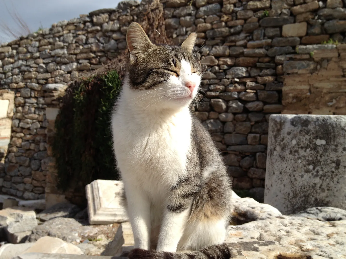 Solar-powered guardian Cat sunbathing with closed eyes in front of a stone wall in Ephesus