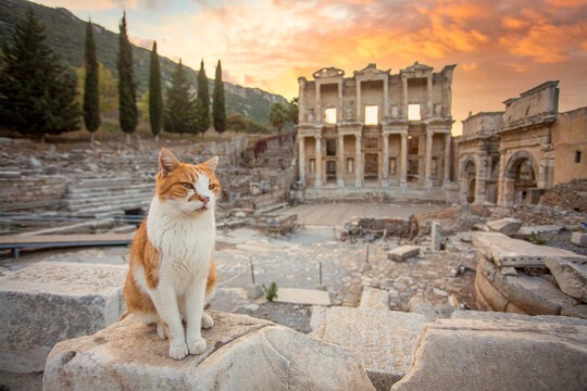 Closing ceremony at sunset Cat sitting on a rock at sunset in front of the Library of Celsus in Ephesus