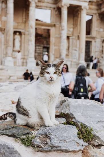 Ignoring the paparazzi White and tabby cat posing on rocks before the Library of Celsus as visitors pass by