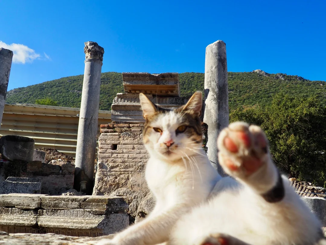 Cat of Ephesus lifting its paw as if waving hello at the camera