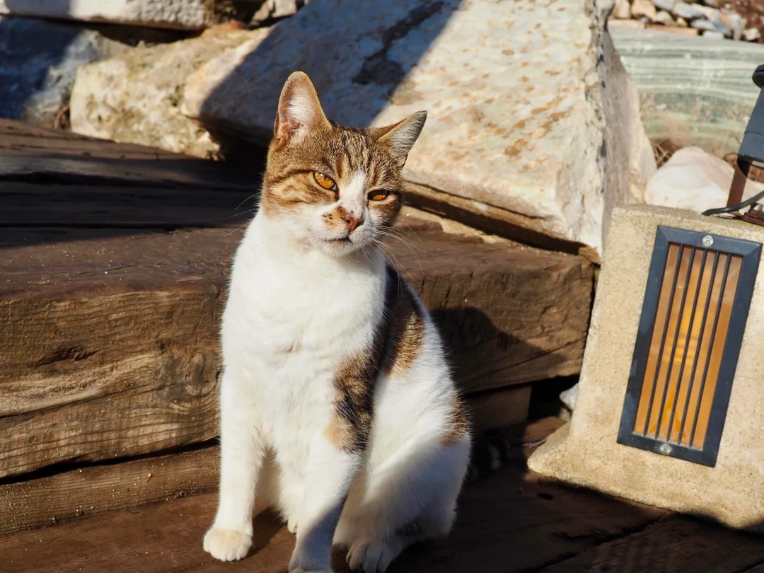 Cat sitting beside a lamp on the wooden walkway in Ephesus
