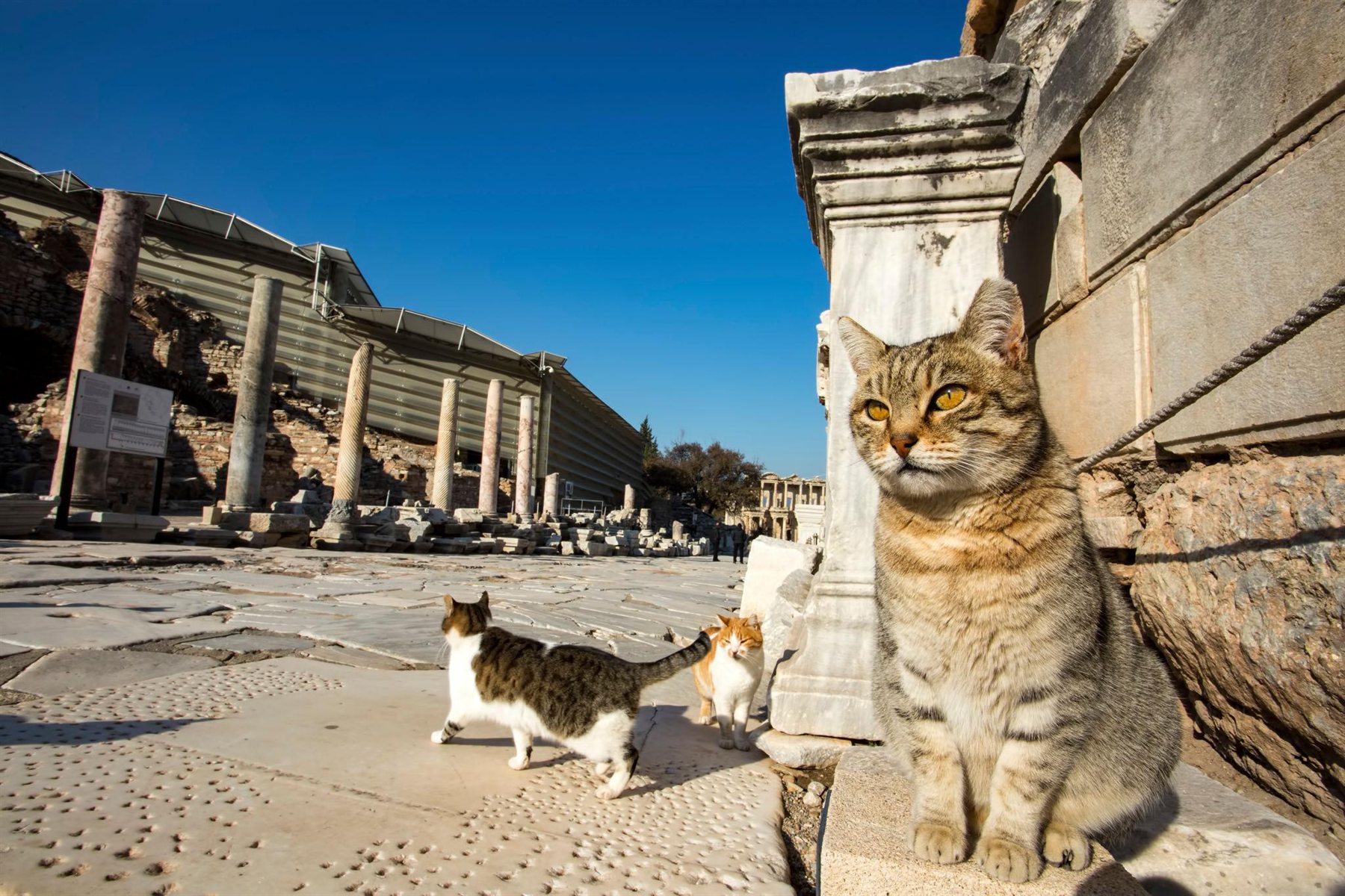 Three cats gathered on the marble road of Ephesus near the columns
