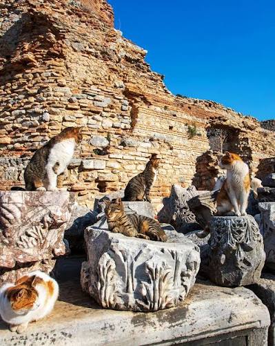 Full board meeting of the Ephesus cats Five cats resting on carved Corinthian capitals in Ephesus