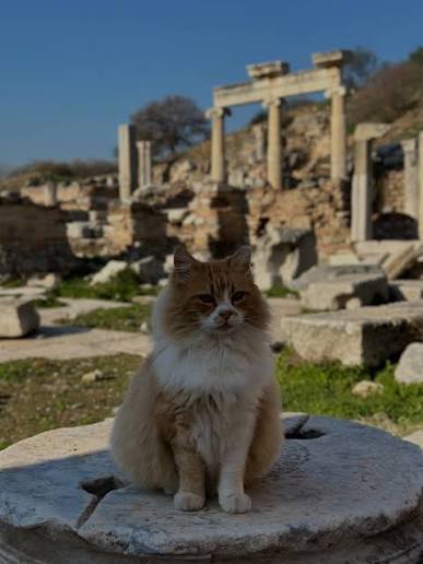 The fluffiest column capital in Ephesus Fluffy ginger and white cat sitting on a round column base near the Prytaneion columns of Ephesus