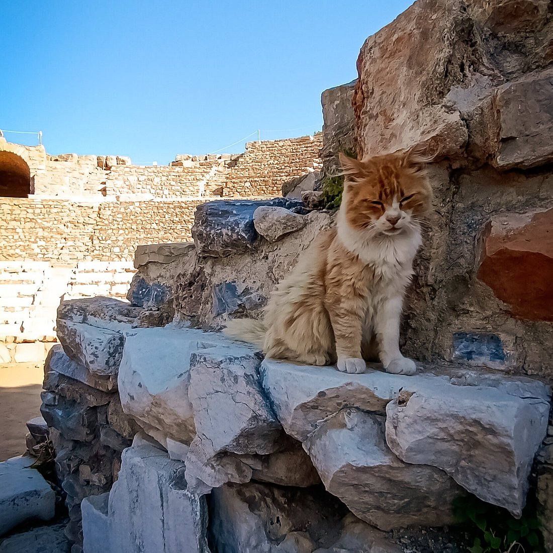 The Odeon's fluffiest patron Fluffy ginger and white cat sitting on marble beside the theatre walls of Ephesus