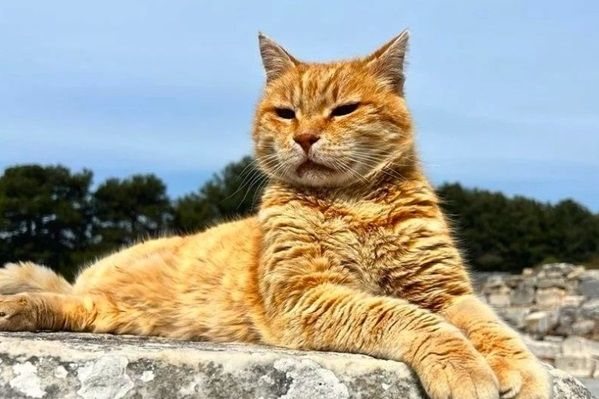 Ginger cat among the ancient ruins of Ephesus in Turkey