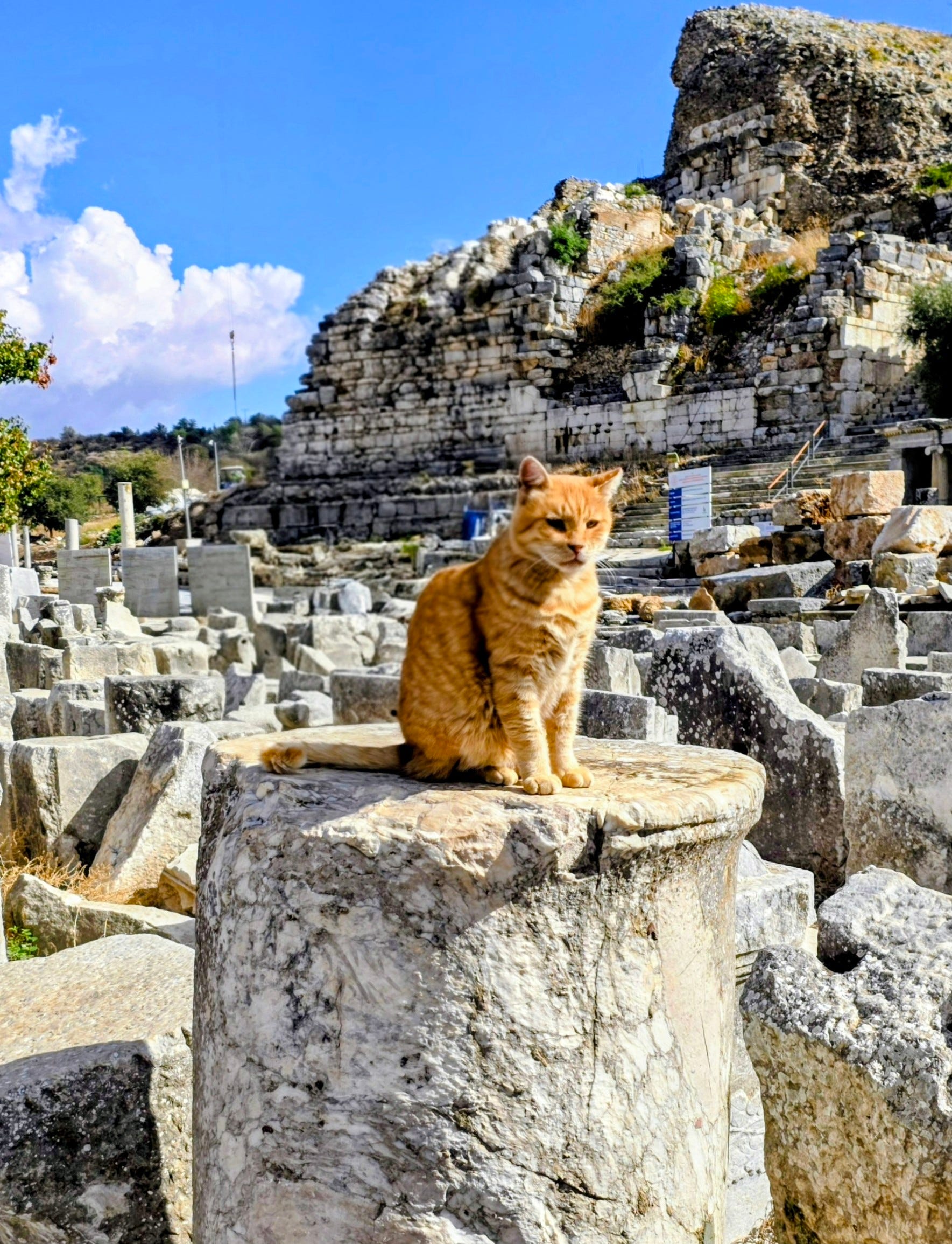 The Column King of Ephesus Ginger cat sitting proudly on a marble column drum among the ruins of Ephesus