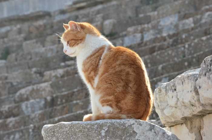 Ginger and white cat in profile sitting before the Great Theatre of Ephesus