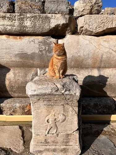 Keeper of the gladiator relief Ginger cat sitting on an ancient altar carved with a gladiator relief in Ephesus