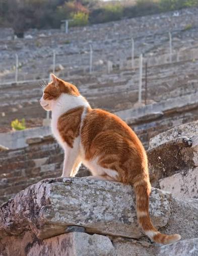 Best seat of the Great Theatre Ginger and white cat overlooking the stone seats of the Great Theatre of Ephesus