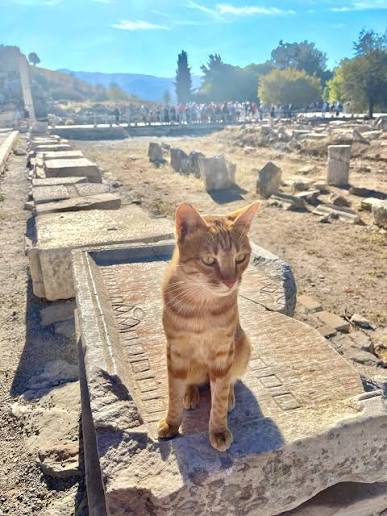 Reading the fine print Ginger cat sitting on an inscribed marble slab in the agora of Ephesus