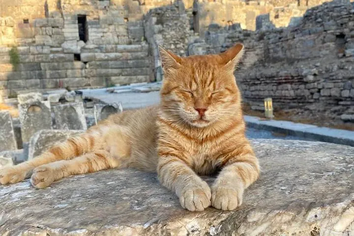 No meetings before noon Ginger cat lounging with eyes closed among the ruins of Ephesus