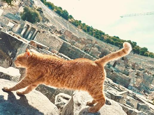 Pre-game stretch Ginger cat doing a full stretch on the rocks above the ruins of Ephesus