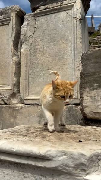 A kitten's first patrol Ginger kitten walking on marble past ancient inscriptions in Ephesus