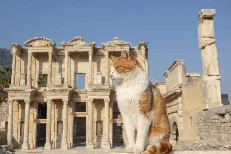The guardian of the library Ginger and white cat sitting before the Library of Celsus in Ephesus
