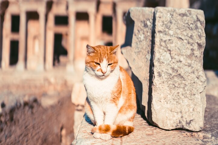 Front-row seat in Ephesus Ginger and white cat resting on a marble ledge in Ephesus with an ancient facade behind