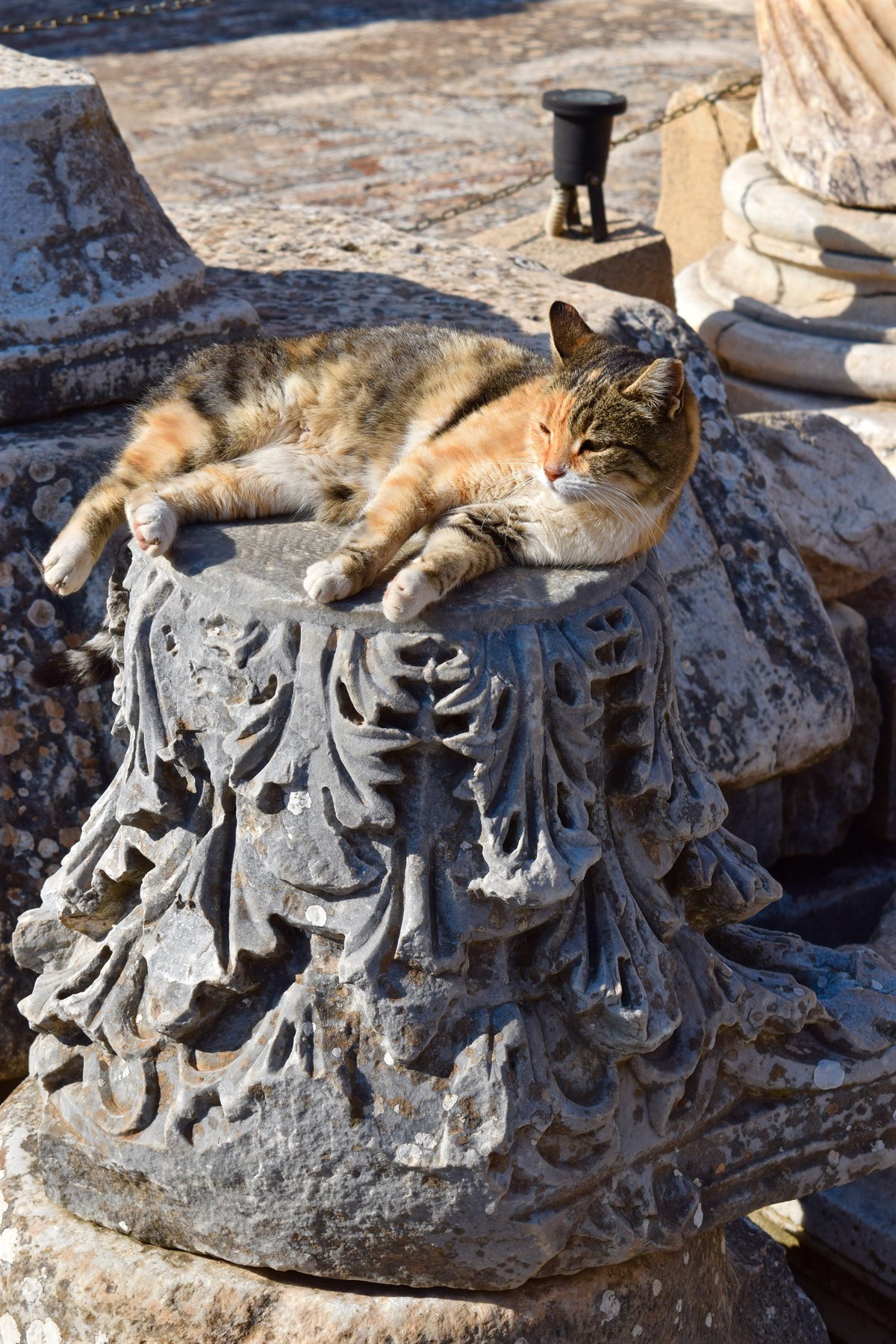 Cat perched high on an ancient column in Ephesus