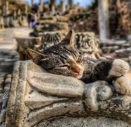 Marble pillow, five stars Close-up of a tabby cat sleeping on a carved marble capital in Ephesus