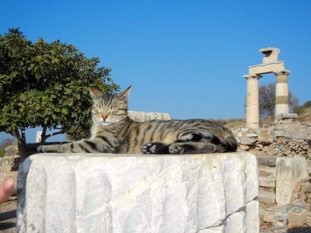 Tabby cat wandering the Ephesus archaeological site