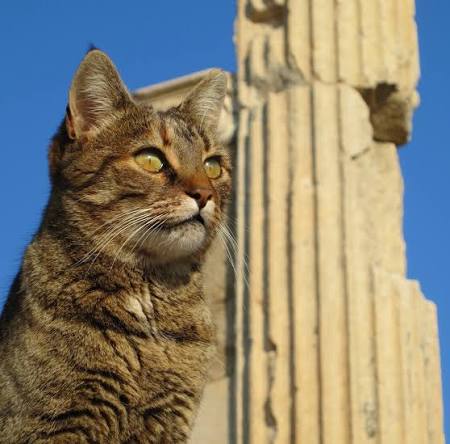 Skyward thinking Tabby cat looking up beside a fluted column against a blue sky in Ephesus