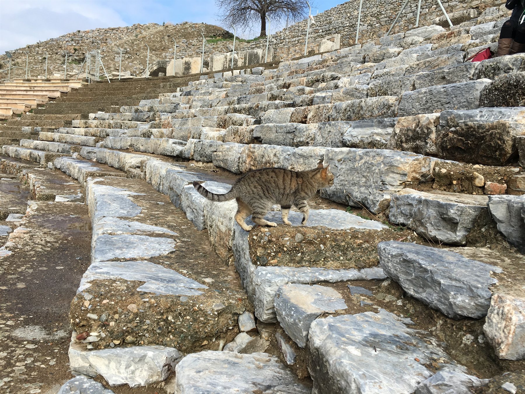 Tabby cat exploring the marble steps of the Great Theatre of Ephesus