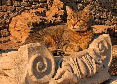Golden hour on an Ionic capital Tabby cat resting on an Ionic capital at golden hour in Ephesus