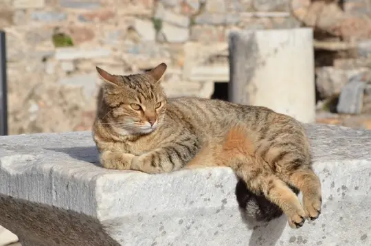 One paw off, maximum style Tabby cat lounging on the edge of a marble block in Ephesus