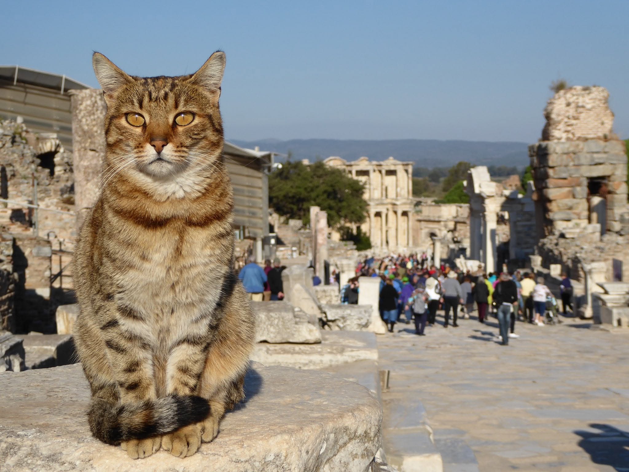 Marathon supervision at kilometer zero Tabby cat sitting on the marble street of Ephesus with the Library of Celsus in the distance