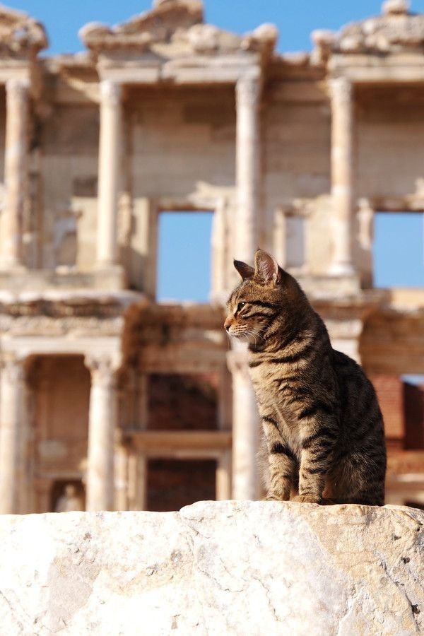 Portrait with the Library of Celsus Tabby cat in profile sitting on a rock with the Library of Celsus behind in Ephesus