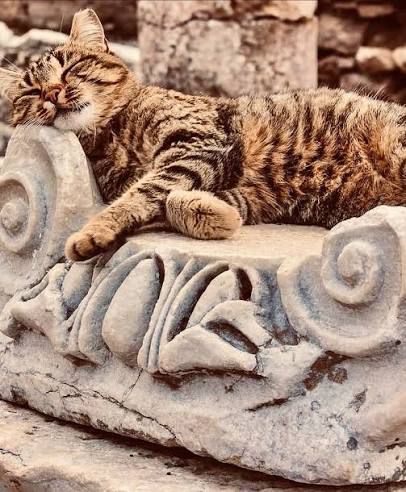 Asleep on an Ionic scroll Tabby cat sleeping on the scroll of an Ionic capital in Ephesus