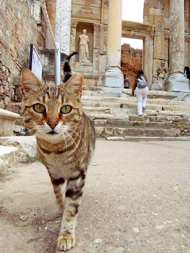 Rush hour on the Marble Road Tabby cat walking toward the camera in front of the Library of Celsus in Ephesus